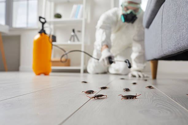 Commercial Rodent Management in Seacliff